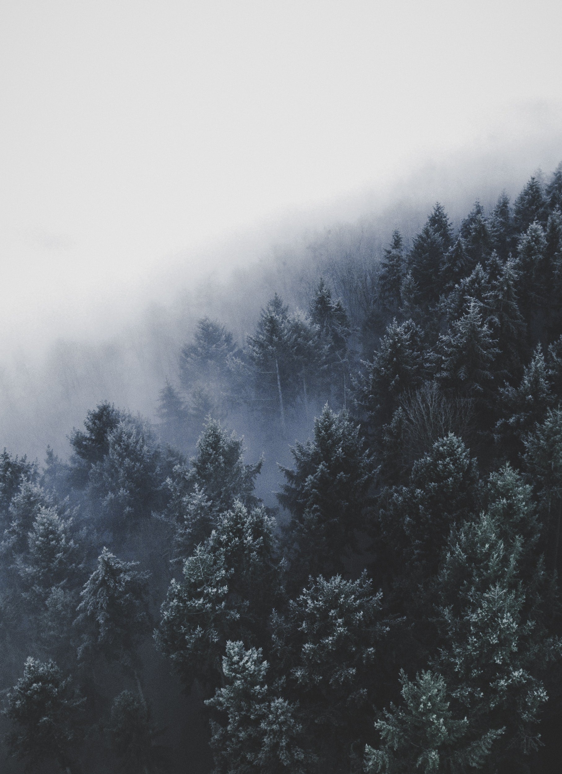 Mystischer Nadelwald in den Bergen in grün-grauen Tönen mit dichtem Nebel, der durch die Baumwipfel zieht