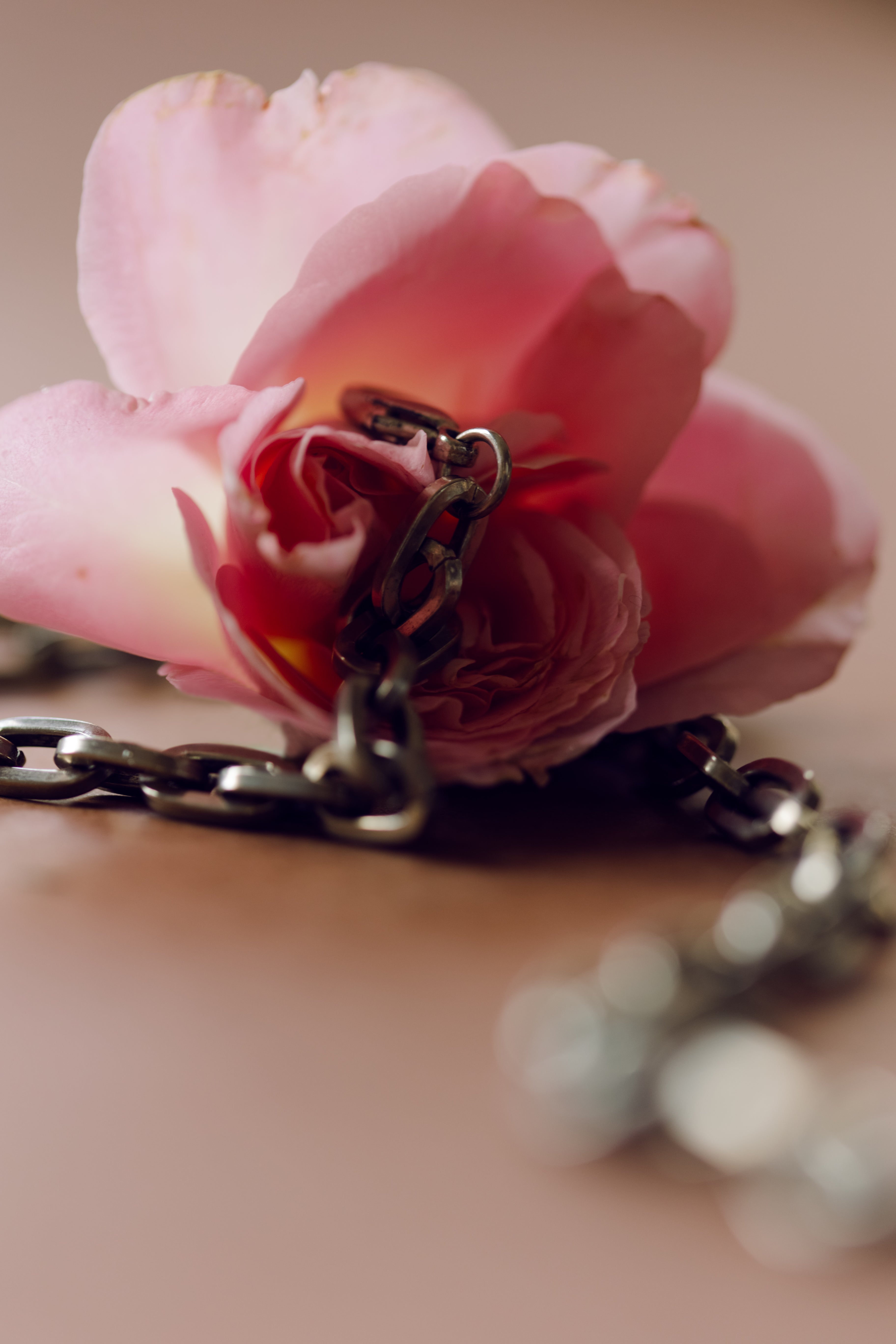 Nahaufnahme einer apricotfarbenen Rose mit Metallkette, die durch die Blütenblätter verläuft, auf rosa-beigem Hintergrund