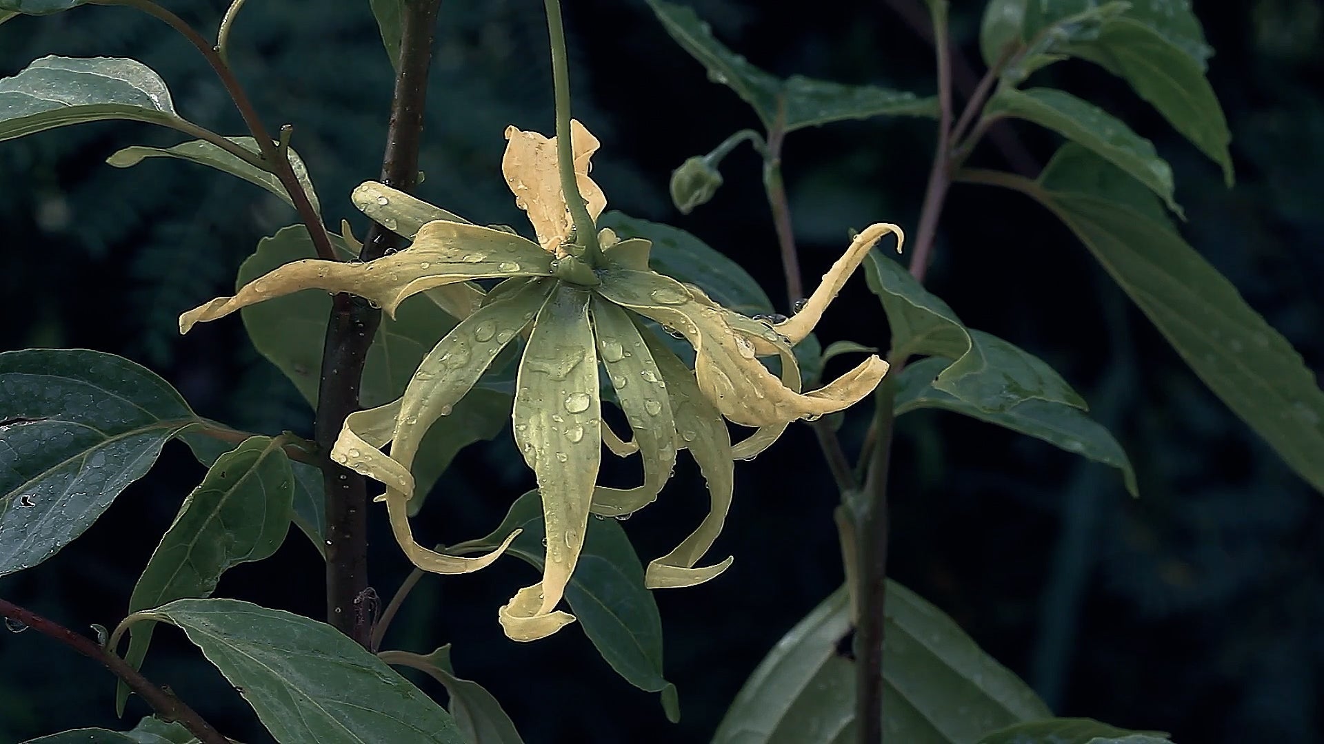 Nahaufnahme einer gelb-grünen Ylang-Ylang-Blüte mit geschwungenen Blütenblättern und Tautropfen vor dunklem Hintergrund mit grünen Blättern